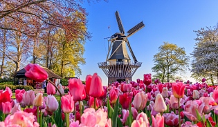 Весенний Париж + тюльпаны Кёкенхофа - Изображение 2